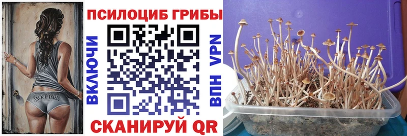 что такое   Энем  Псилоцибиновые грибы Cubensis 